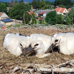 Gólyagyűrűzés - Szentgotthárdtól Körmendig