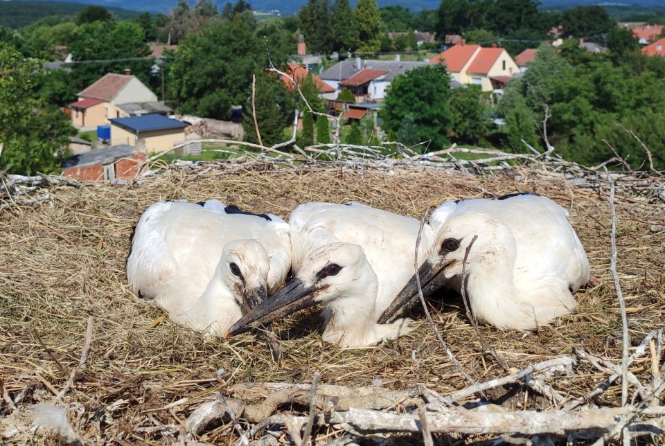 Gólyagyűrűzés - Szentgotthárdtól Körmendig
