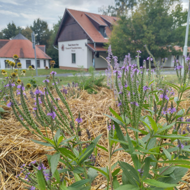 Természetiskola program - Mit ad nekünk...