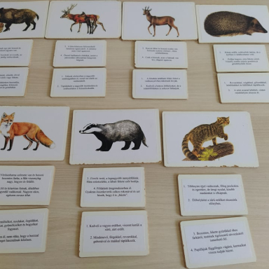 Természetiskola program - az erdők világa