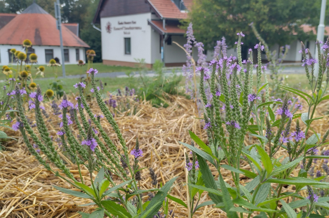 Mit ad nekünk a természet, és mit tehetünk mi érte