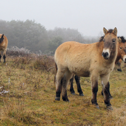 Vadon Világnapja az Őrségi Nemzeti Parkban