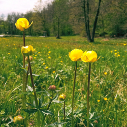 Virágzás napi túra