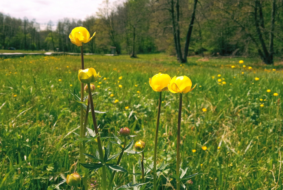Virágzás napi túra