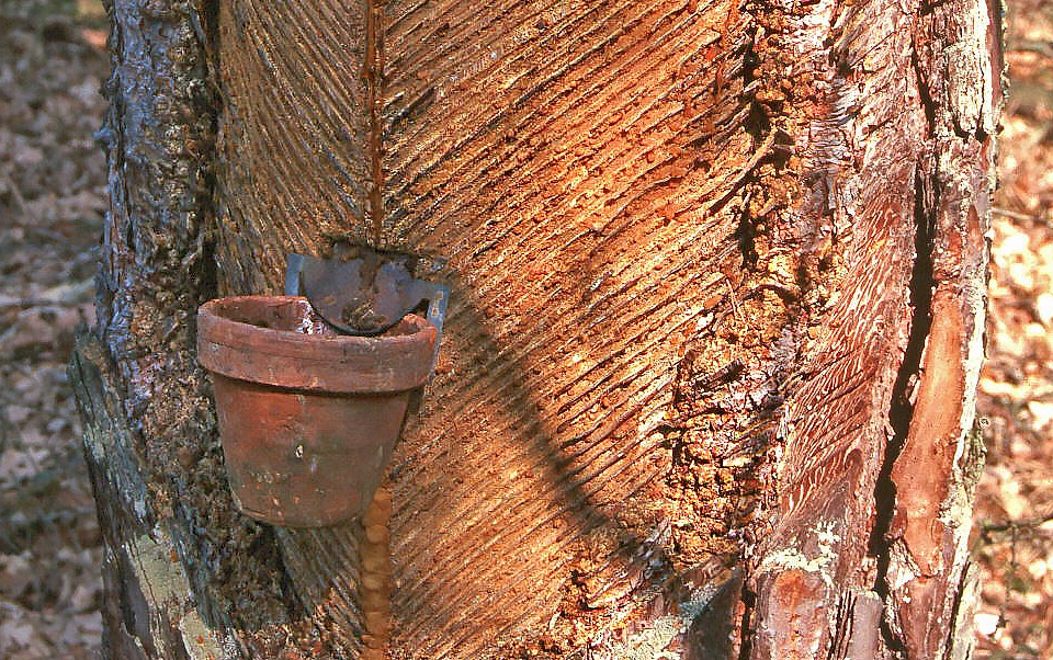 Előadás az őrségi gyantászásról az Apátistvánfalvai Ökocentrumban