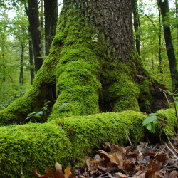 Túra az Erdők világnapján