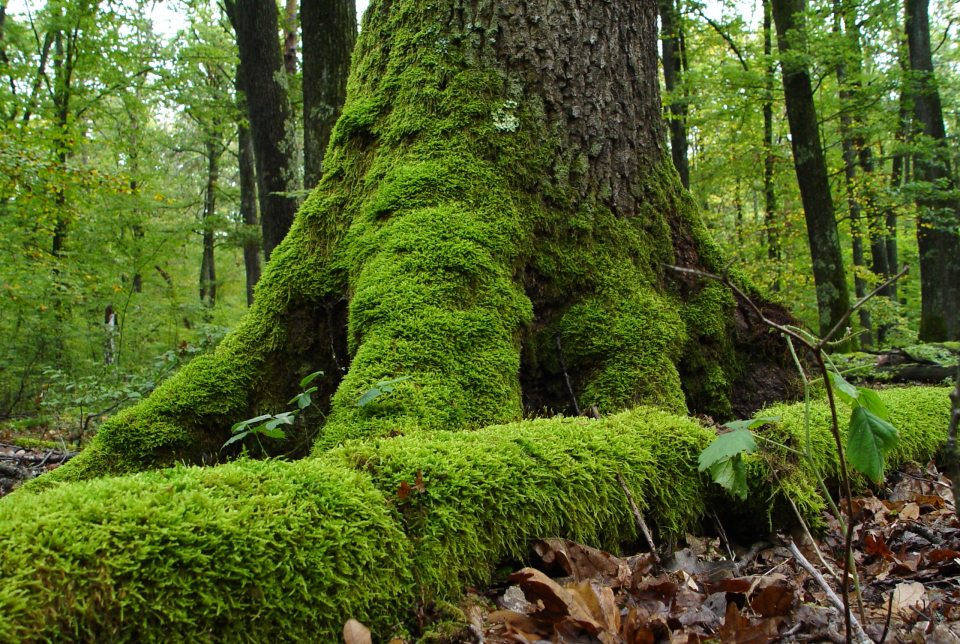 Túra az Erdők világnapján
