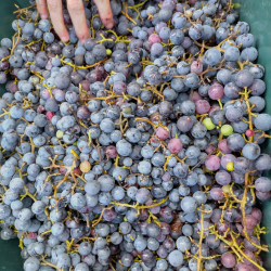 Gyümölcstől a pálinkáig - Cefrekészítő tanfolyam