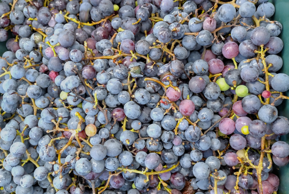 Gyümölcstől a pálinkáig - Cefrekészítő tanfolyam