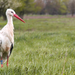 Tavaszi madárelengedés a kőszegi legelőn