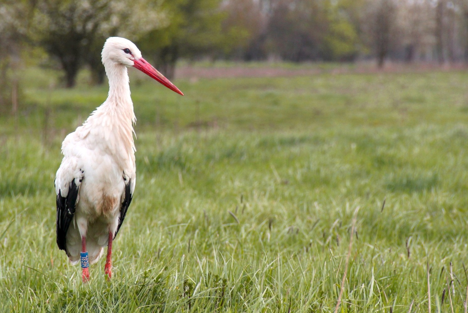 Tavaszi madárelengedés a kőszegi legelőn