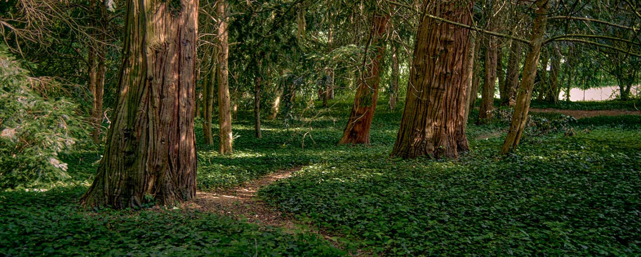 Szelestei arborétum