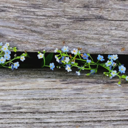 Pityerszeri Pünkösdölő