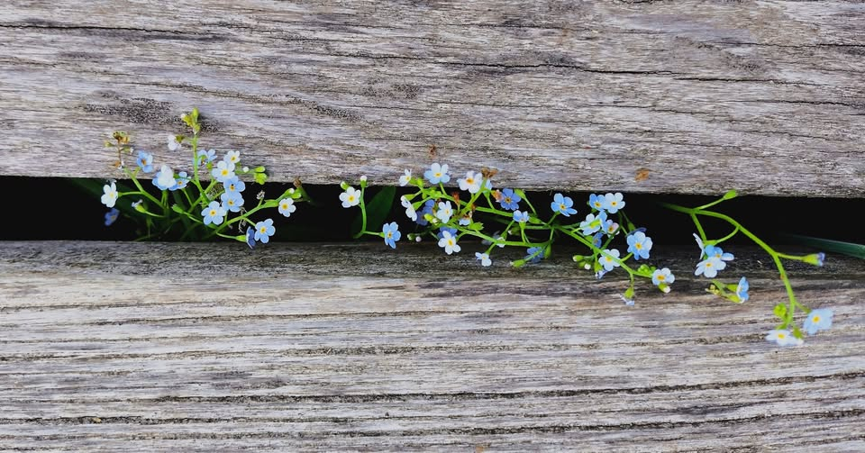 Pityerszeri Pünkösdölő