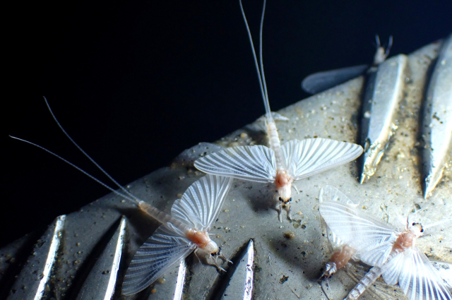 KeepItDark - Határon átnyúló együttműködés a fényszennyezés csökkentése, a természetes sötétség megőrzése, a biodiverzitás egészsége és stabilitása érdekében