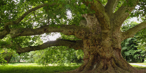 Körmendi kastélypark