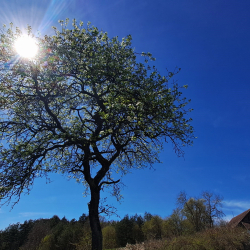 Faápolási tanfolyam