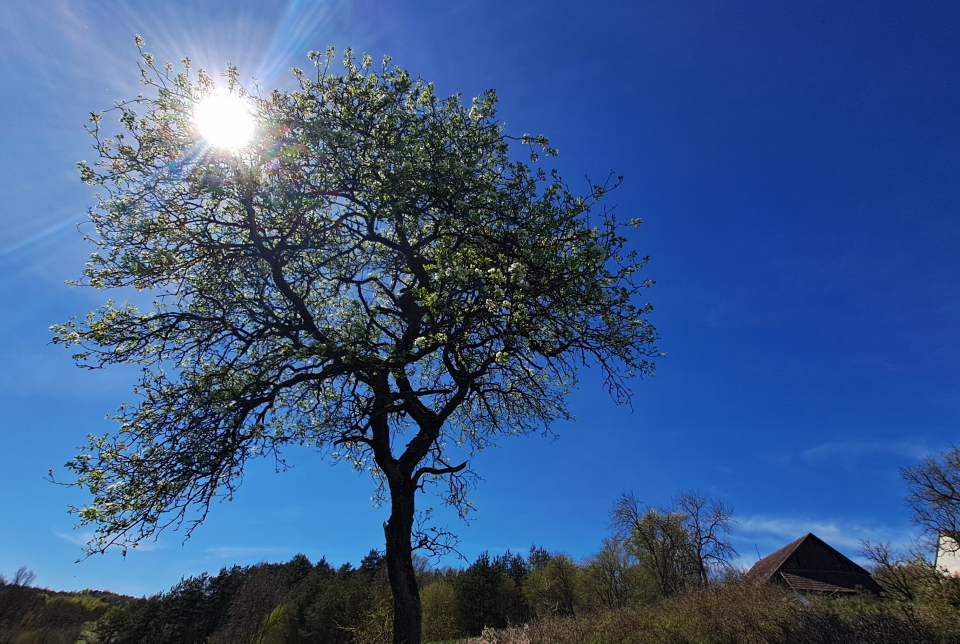 Faápolási tanfolyam