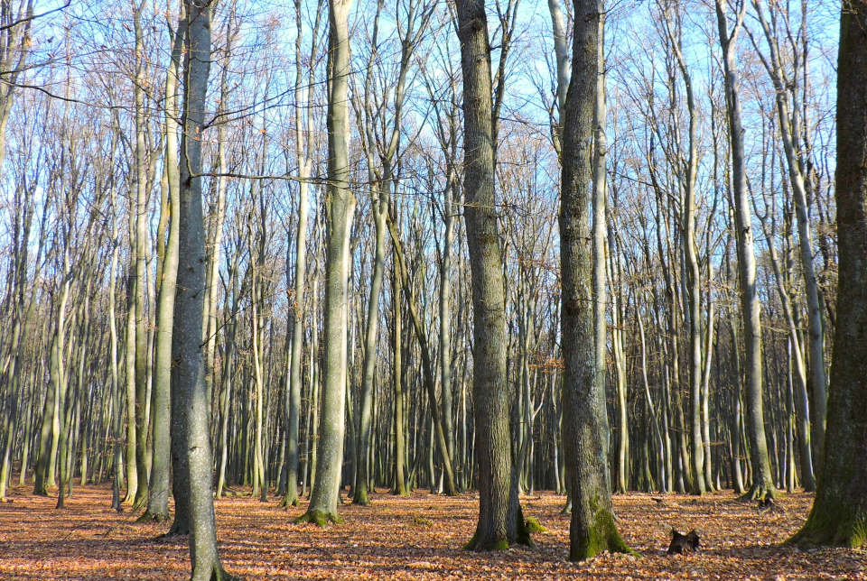 Télbúcsúztató túra Apátistvánfalván a Gyantászok útja tanösvényen