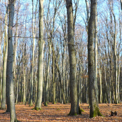 Tavaszköszöntó túra Apátistvánfalván a Gyantászok útja tanösvényen