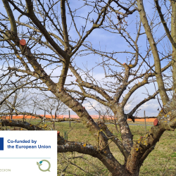 Gyümölcsfa metsző tanfolyam