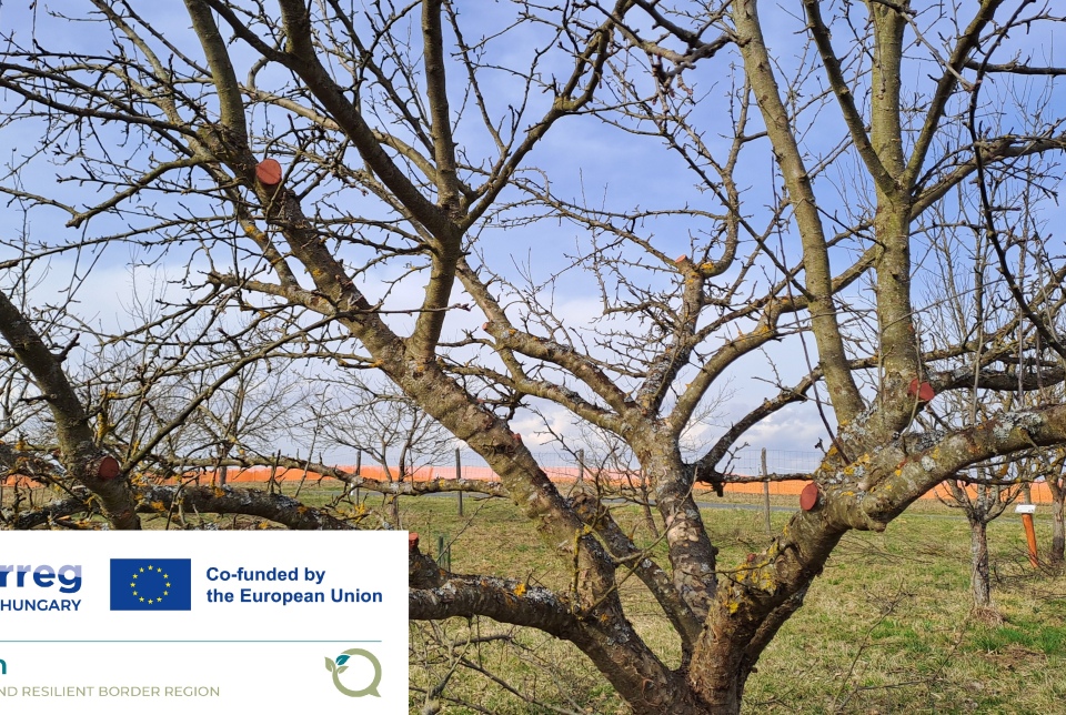 Gyümölcsfa metsző tanfolyam