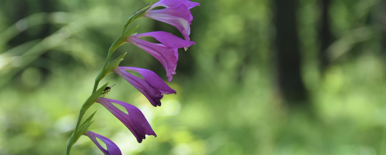 Jáki kardvirágos erdő