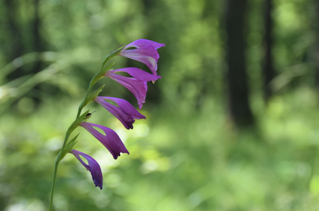 Jáki kardvirágos erdő