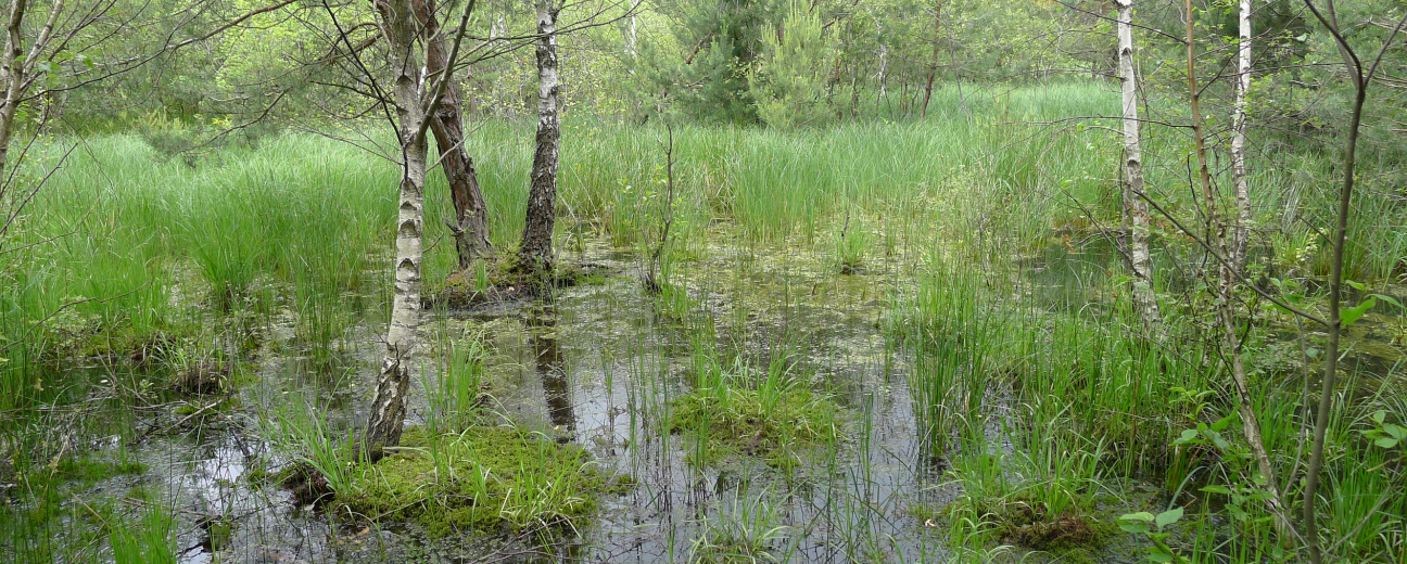 Kőszegi tőzegmohás lápok
