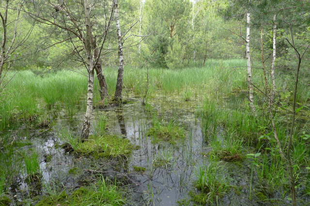 Kőszegi tőzegmohás lápok