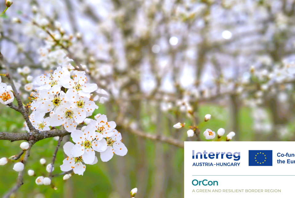 Csörgőalma Családi Oltónap