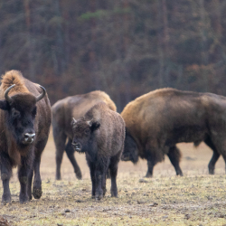 Bölényszafari a Rewilding Day alkalmából