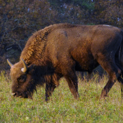 Bölényszafari a Rewilding Day alkalmából